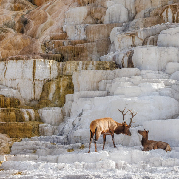 Bull and cow elk on Mammoth Terraces 2026 Yellowstone Forever Calendar Contest winning image of a bull elk approaching a cow on Mammoth Hot Springs Terraces.