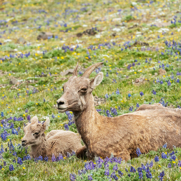 Bighorn ewe and lamb on Mount Washburn 2026 Yellowstone Forever Calendar Contest winning image of a bighorn sheep ewe and lamb on a wildflower covered Mount Washburn.