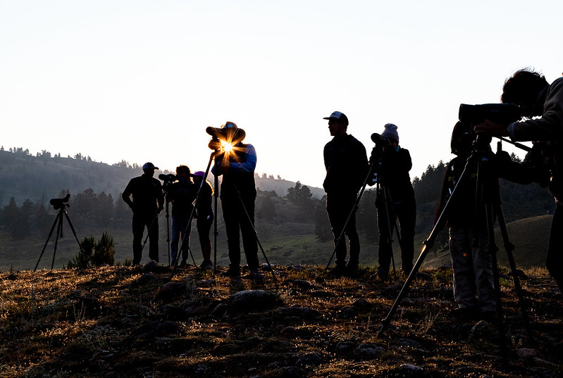 field-educator-and-participants-watching-wolves-and-bears-on-the-northern-range-on-a-yellowstone-day-yellowstone-forever-institute-adventure-tour-yf-matt-ludin