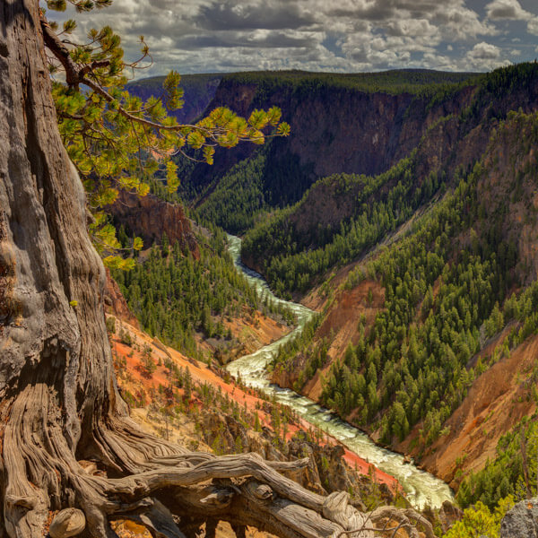 Grand Canyon View from Inspiration Point 2026 Yellowstone Forever Calendar Contest winning image of the Yellowstone River cutting through the Grand Canyon of the Yellowstone seen from Inspiration Point.