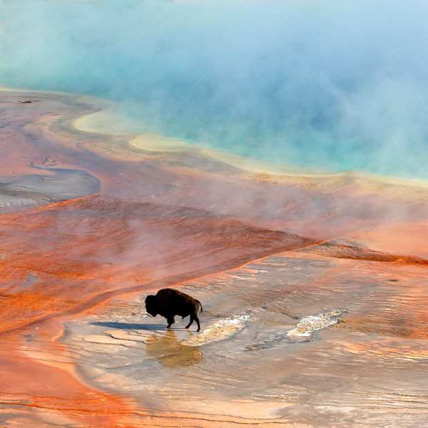 Bison on Grand Prismatic 2026 Yellowstone Forever Calendar Contest winning image of a bison walking across Grand Prismatic.