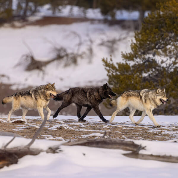Wolf Pack Walking 2026 Yellowstone Forever Calendar Contest winning image of three bison walking in the park's interior during winter.