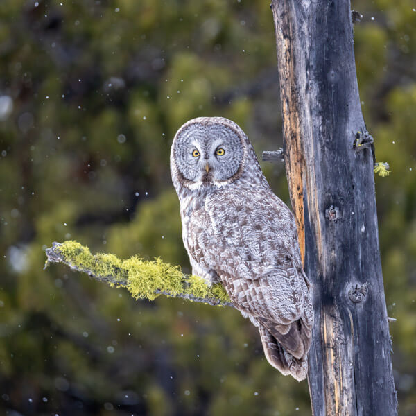 Great Gray Perched on mossy branch 2026 Yellowstone Forever Calendar Contest winning image of a great gray owl perched on a mossy branch with snow falling.