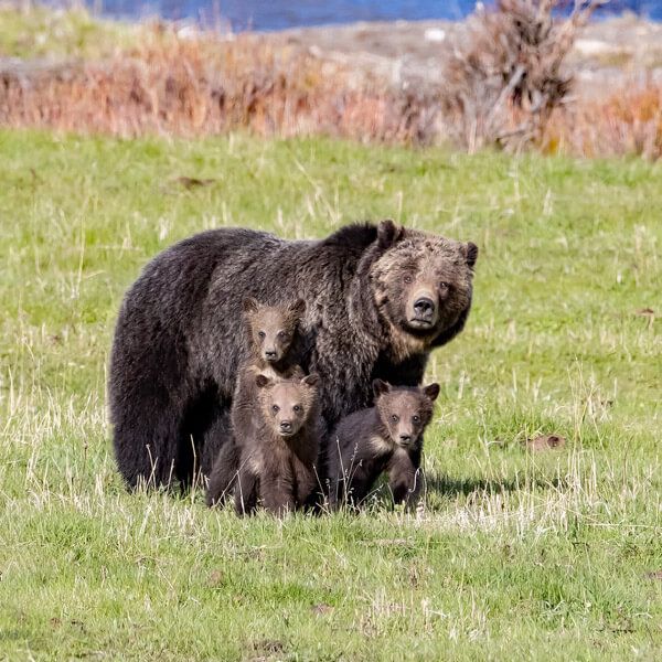 Grizzly and Three Cubs 2026 Yellowstone Forever Calendar Contest honorable mention image of a grizzly sow with her three cubs.