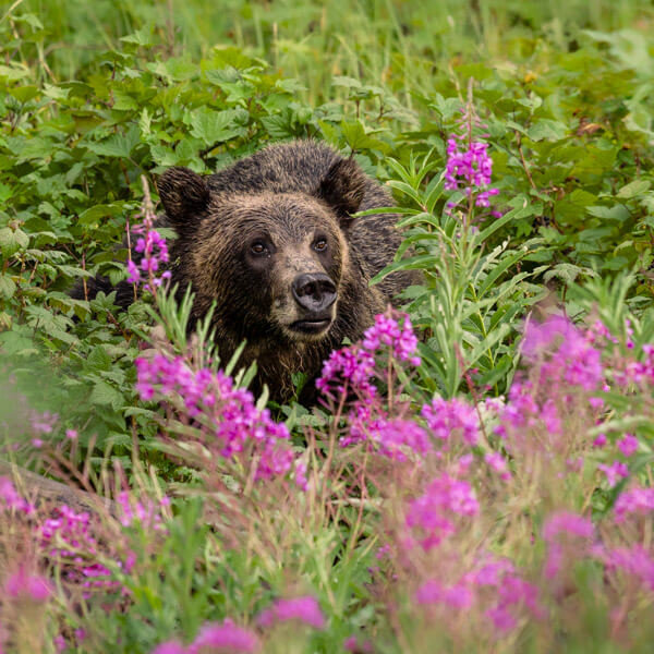 Grizzly Bear and Flowers 2026 Yellowstone Forever Calendar Contest winning image of a grizzly bear amongst wildflowers.
