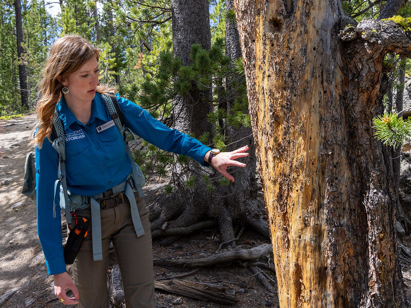 lead-field-educator-amanda-showing-participants-woodpecker-holes-yellowstone-forever-institute (1)