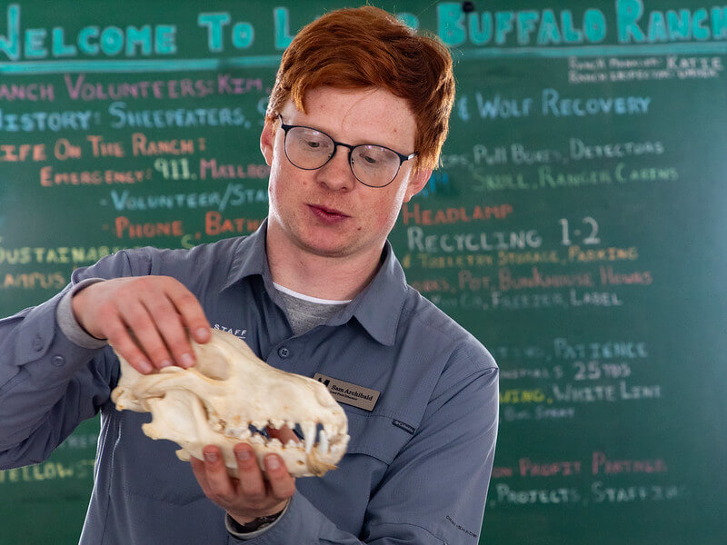 lead-field-educator-sam-showcasing-a-wolf-skull-to-participants-in-the-lamar-buffalo-ranch-yellowstone-forever-institute-yf-matt-ludin (1)