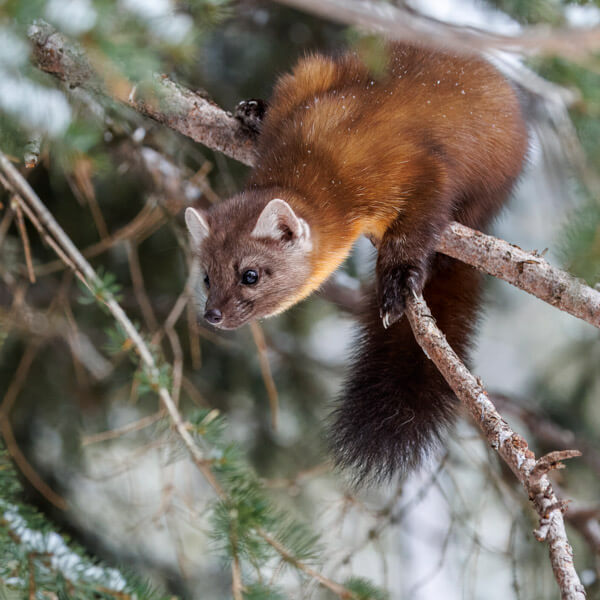 Pine Marten on the Hunt 2026 Yellowstone Forever Calendar Contest winning image of a pine marten hunting from a pine tree.