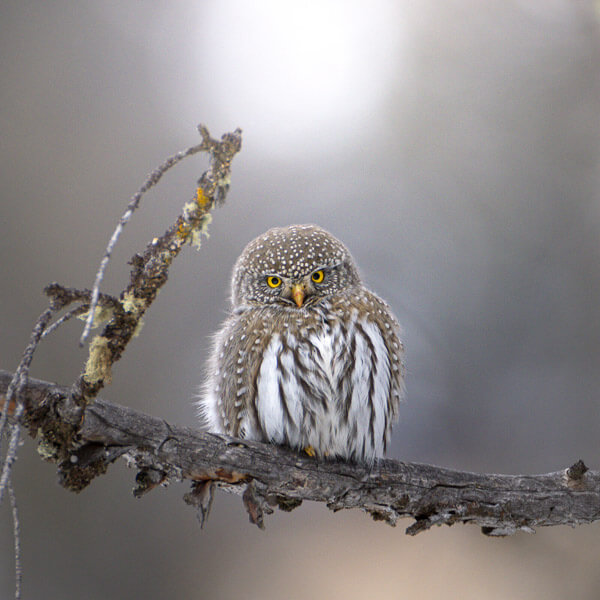 Northern Pygmy Owl 2026 Yellowstone Forever Calendar Contest winning image of a perched norther-pygmy owl.