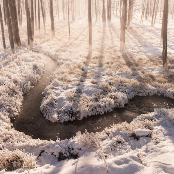 Lodgepole Shadows on Tangled Creek 2026 Yellowstone Forever Calendar Contest winning image of dead lodgepole pine shadows on a frost covered Tangled Creek at Fountain Paint Pots.