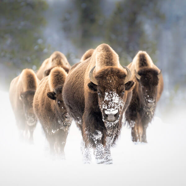 Bison Winter March 2026 Yellowstone Forever Calendar Contest winning image of a herd of bison marching towards the camera on a winter road.