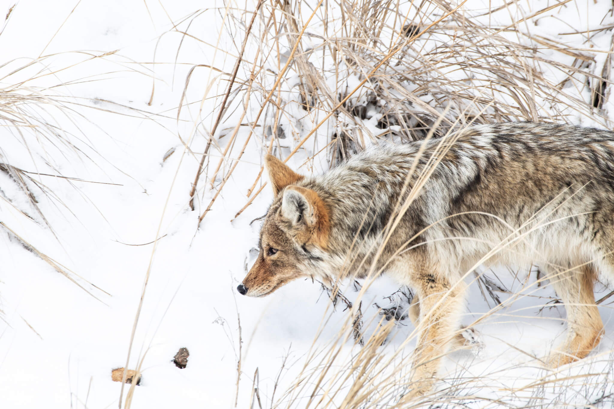 Coyote pov winter Feb24