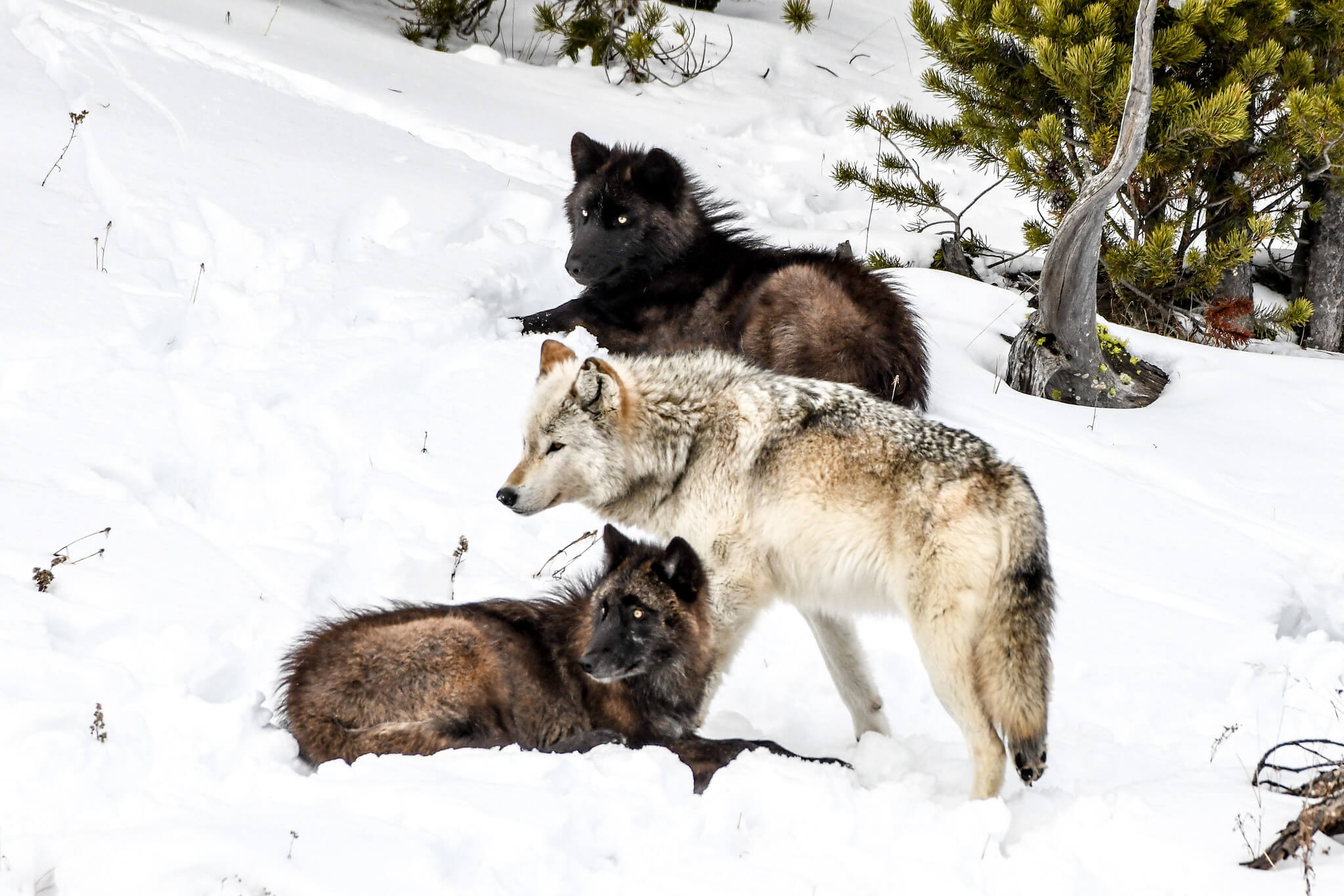 Three wolves Firehole River YF Amanda Evans