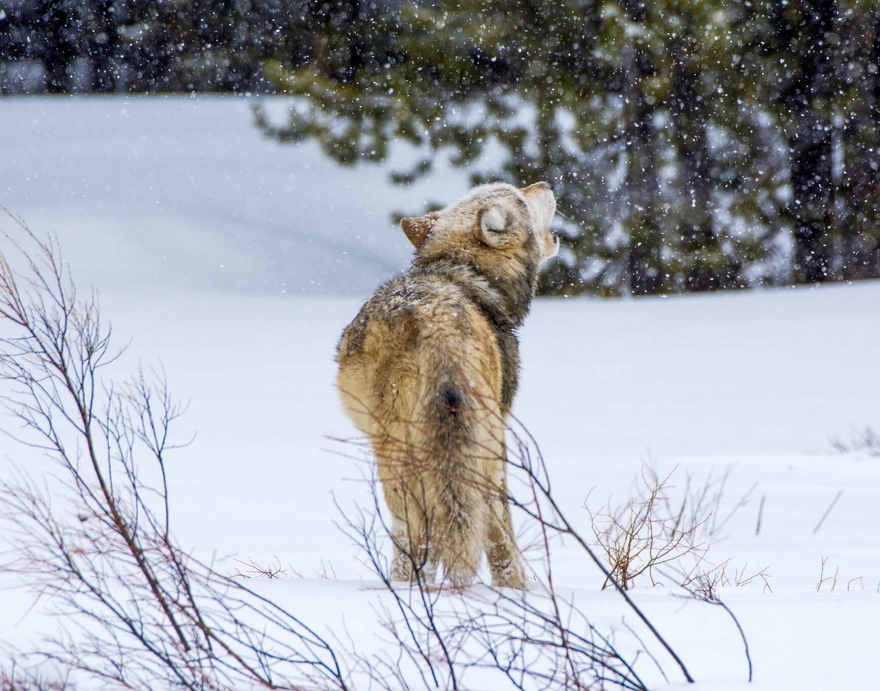 Wolf howl. YF Amanda Evans