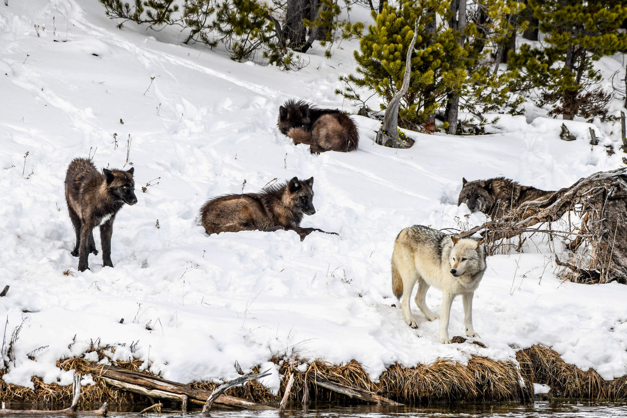 Wolf pack bison hunt Firehole River. YF Amanda Evans.