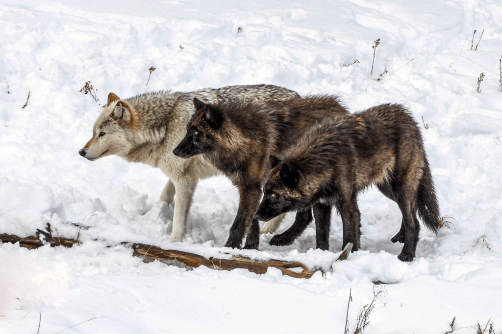 Wapiti Wolf Pack