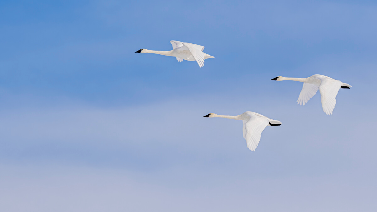 20220109-_culpepper_-557653-Edit (1) swans flying lisa culpepper