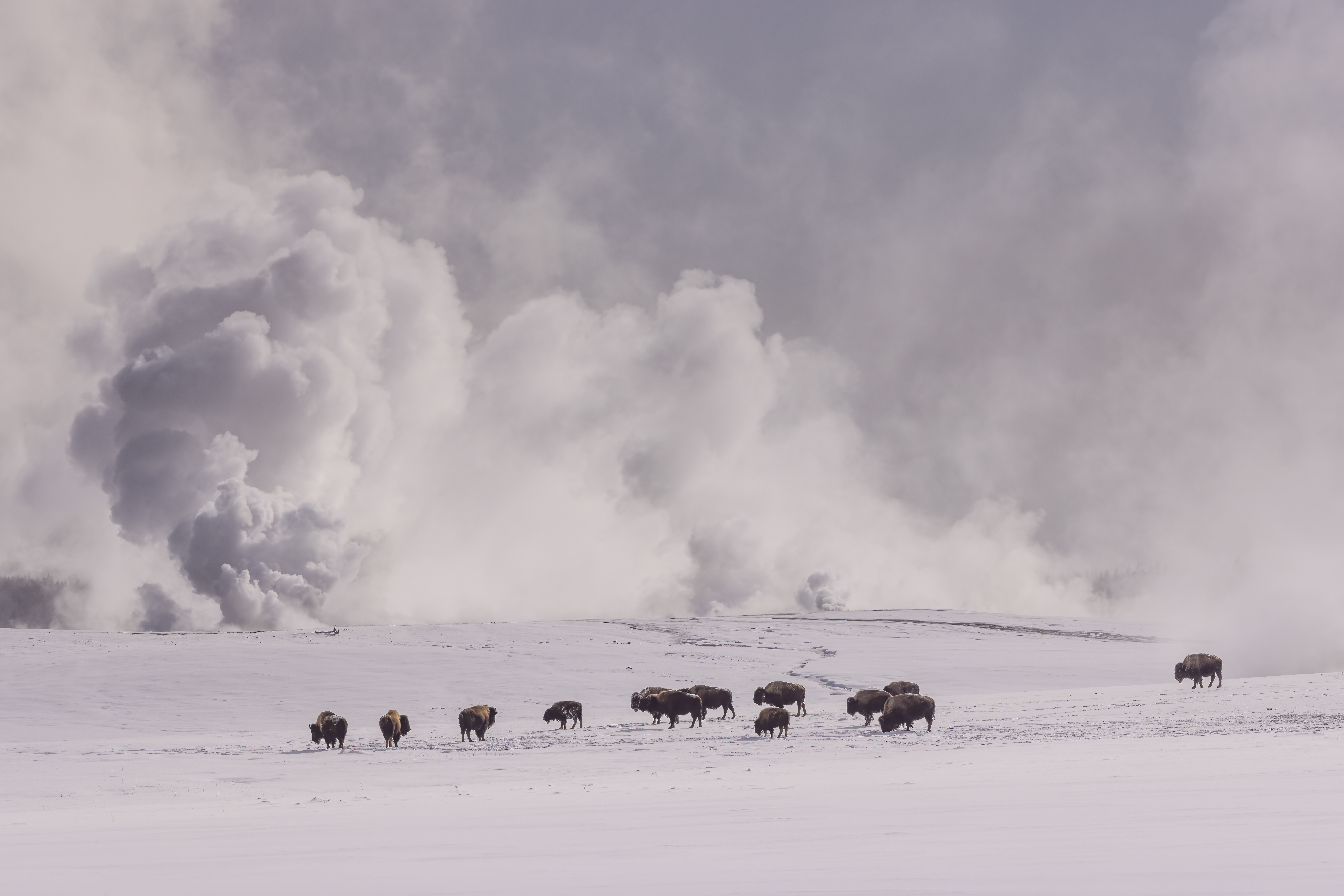 20220222-_culpepper_-390522-Edit Lisa Culpepper bison around thermals winter
