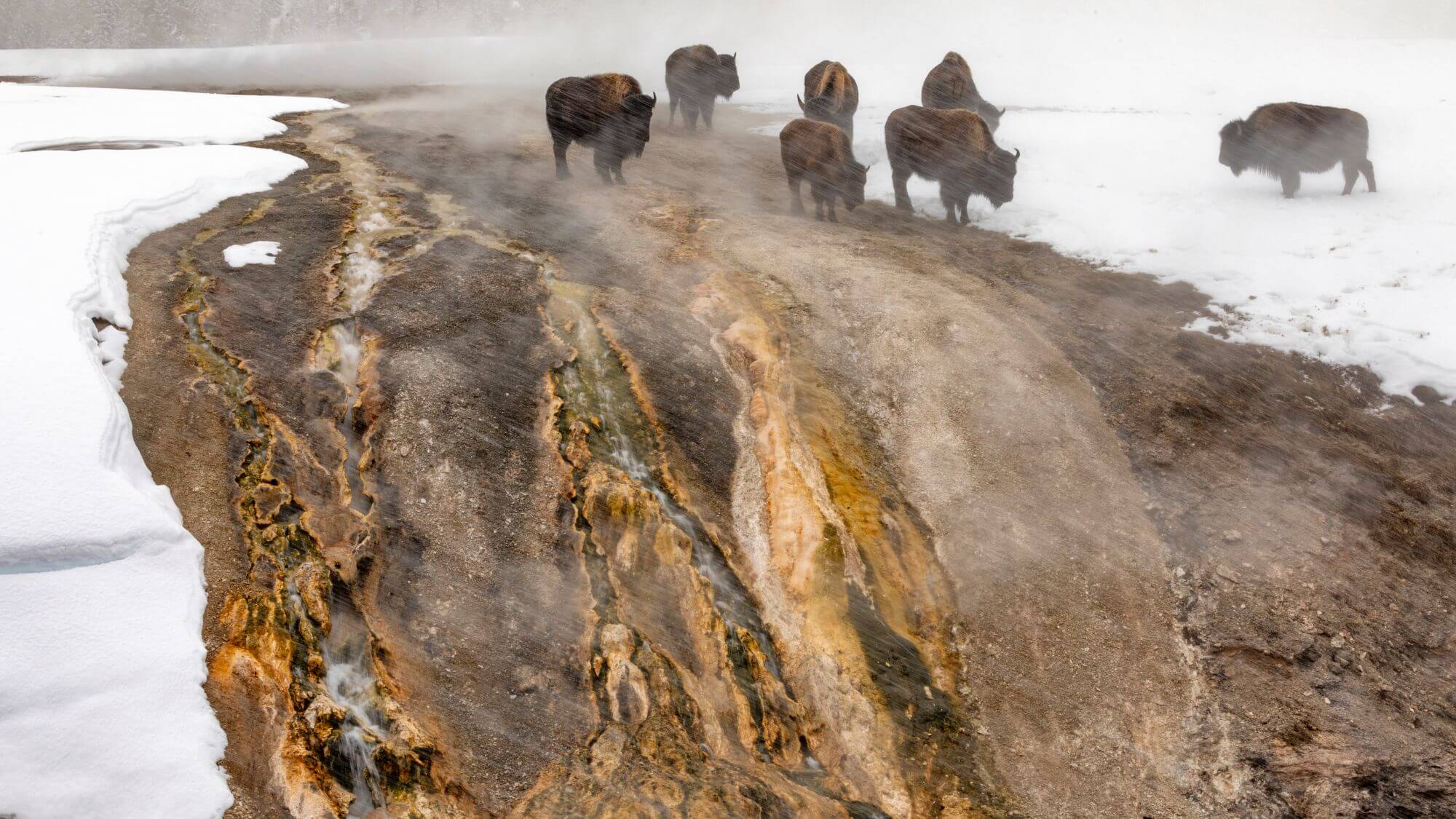 culpepper-bison-thermals (1) Lisa Culpepper bison thermals