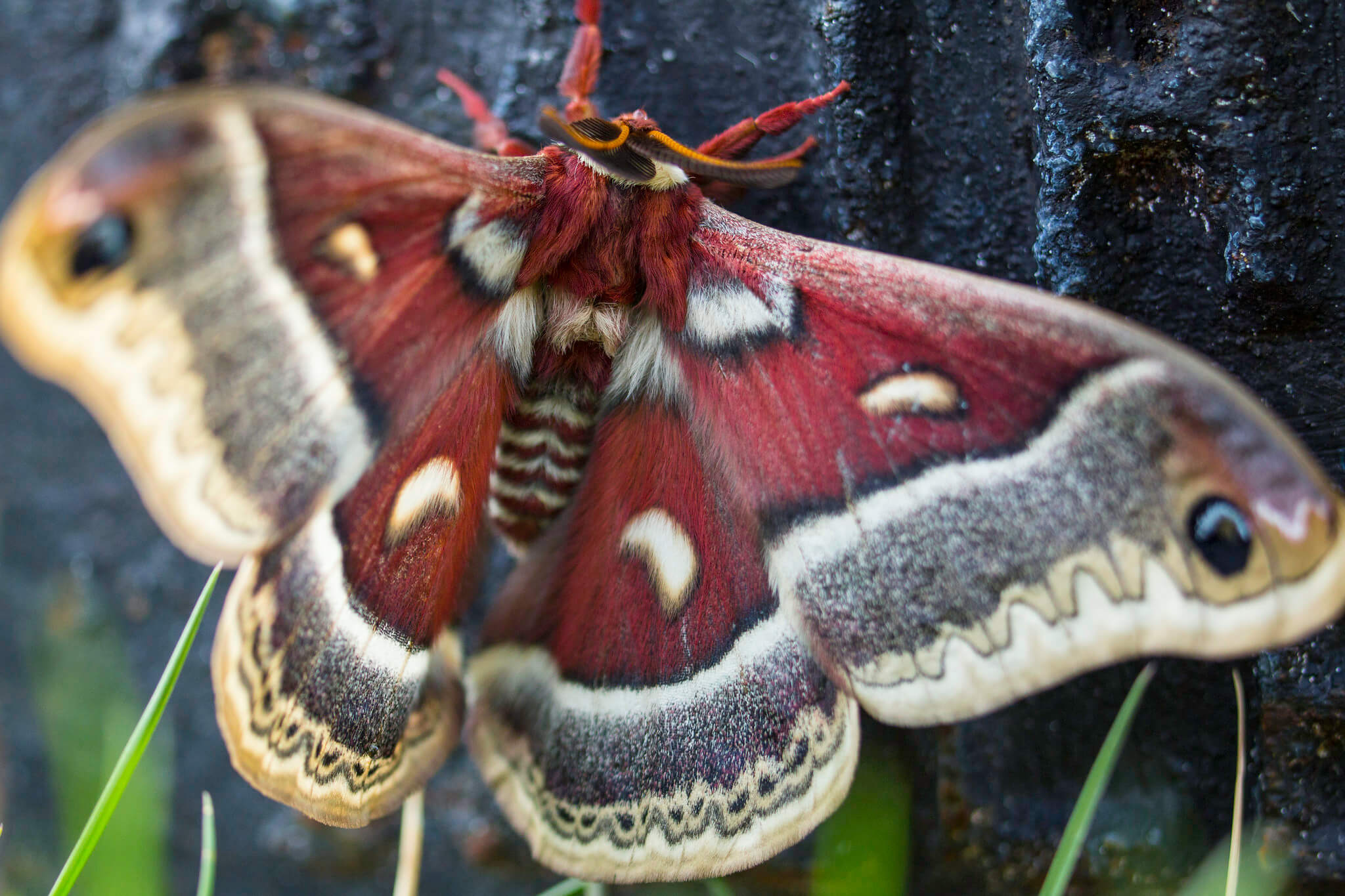 Cecropia Moth at Mammoth Hot Springs
