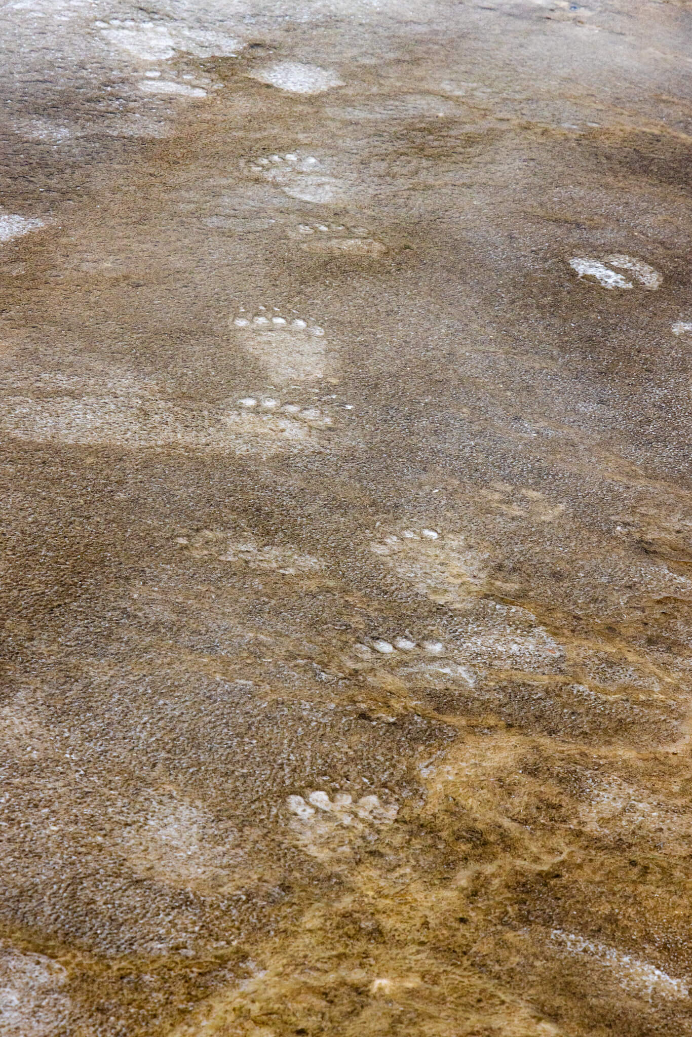 Grand Prismatic spring grizzly tracks YF