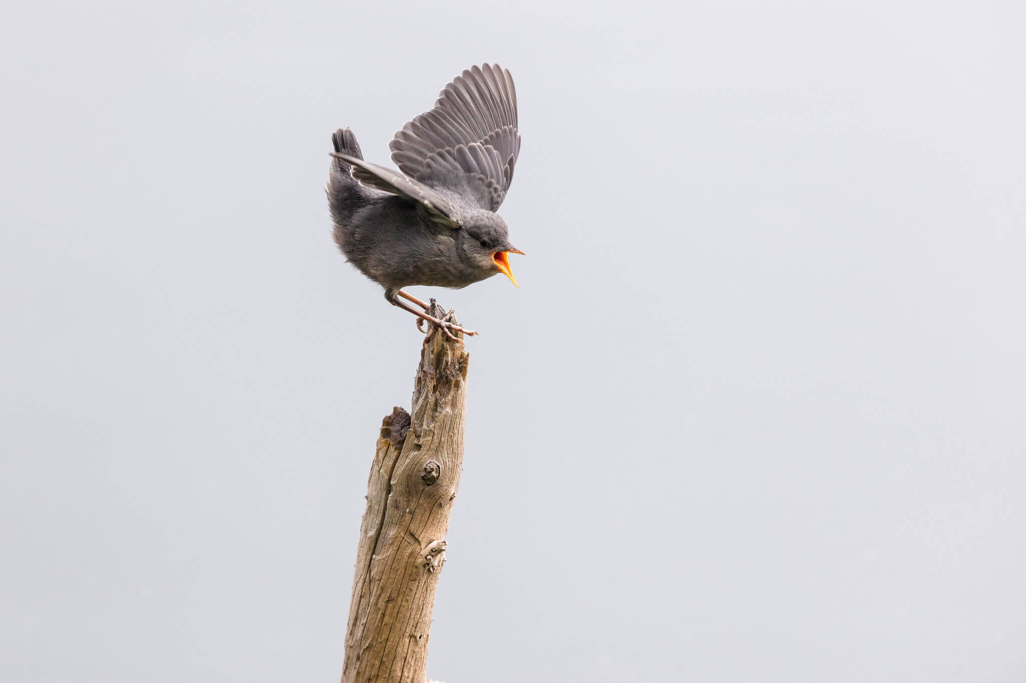 Juvenile American dipper perched on a log