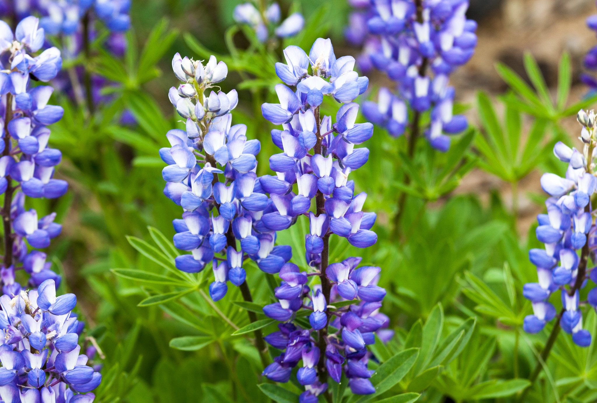 Lupine in Lamar Valley