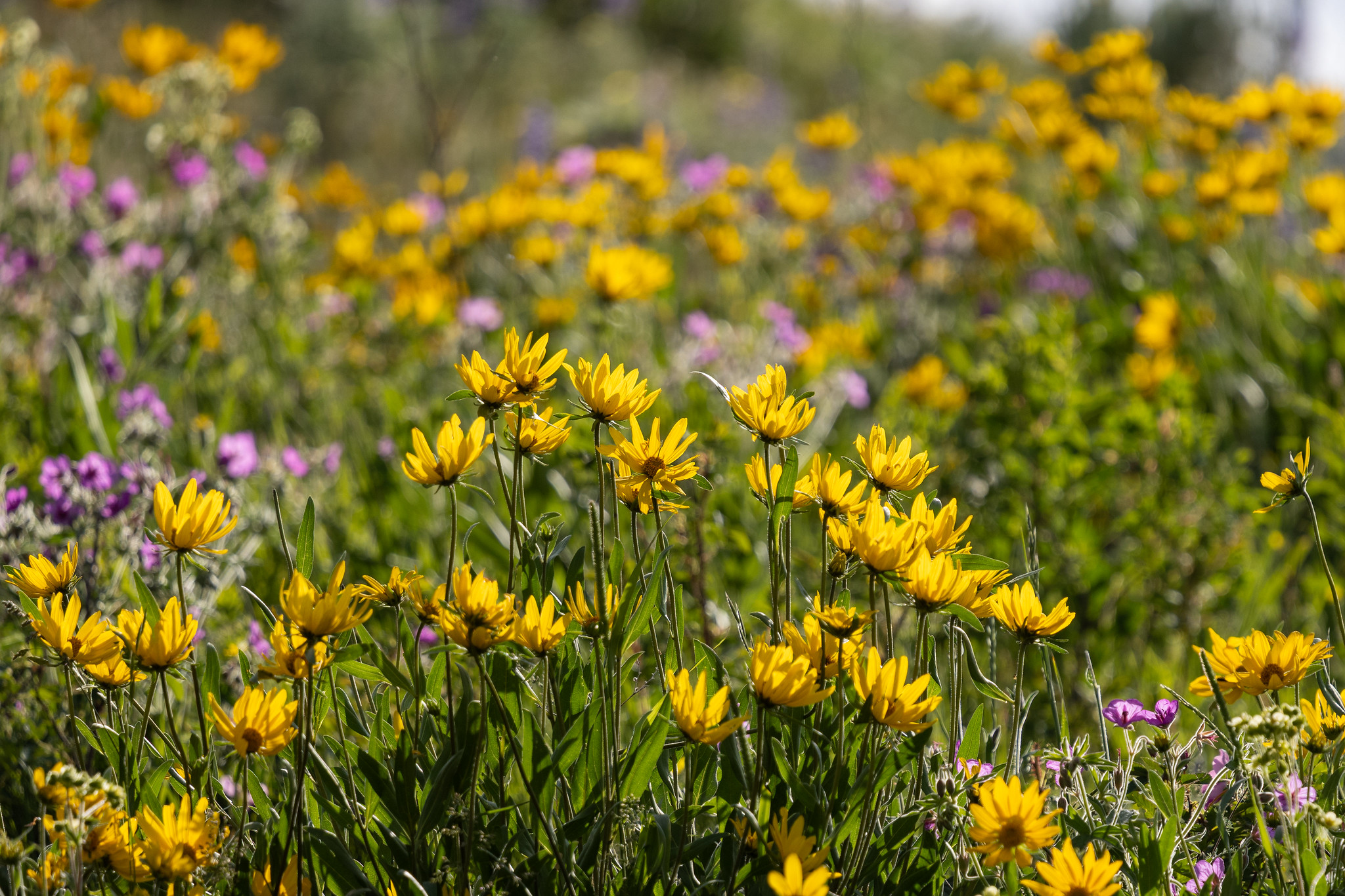 Oneflower sunflowers on the specimen ridge trail