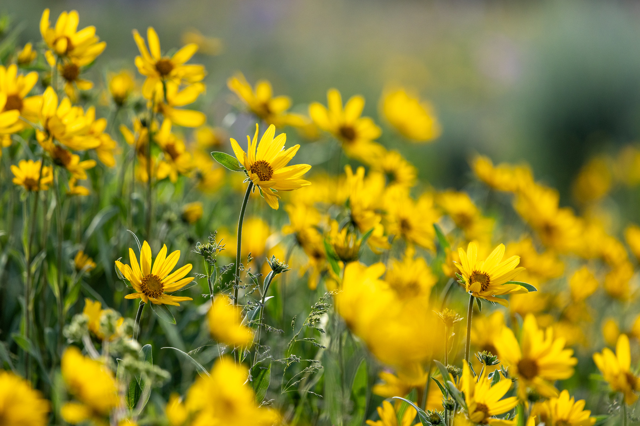 Oneflower sunflowers on the specimen ridge trail