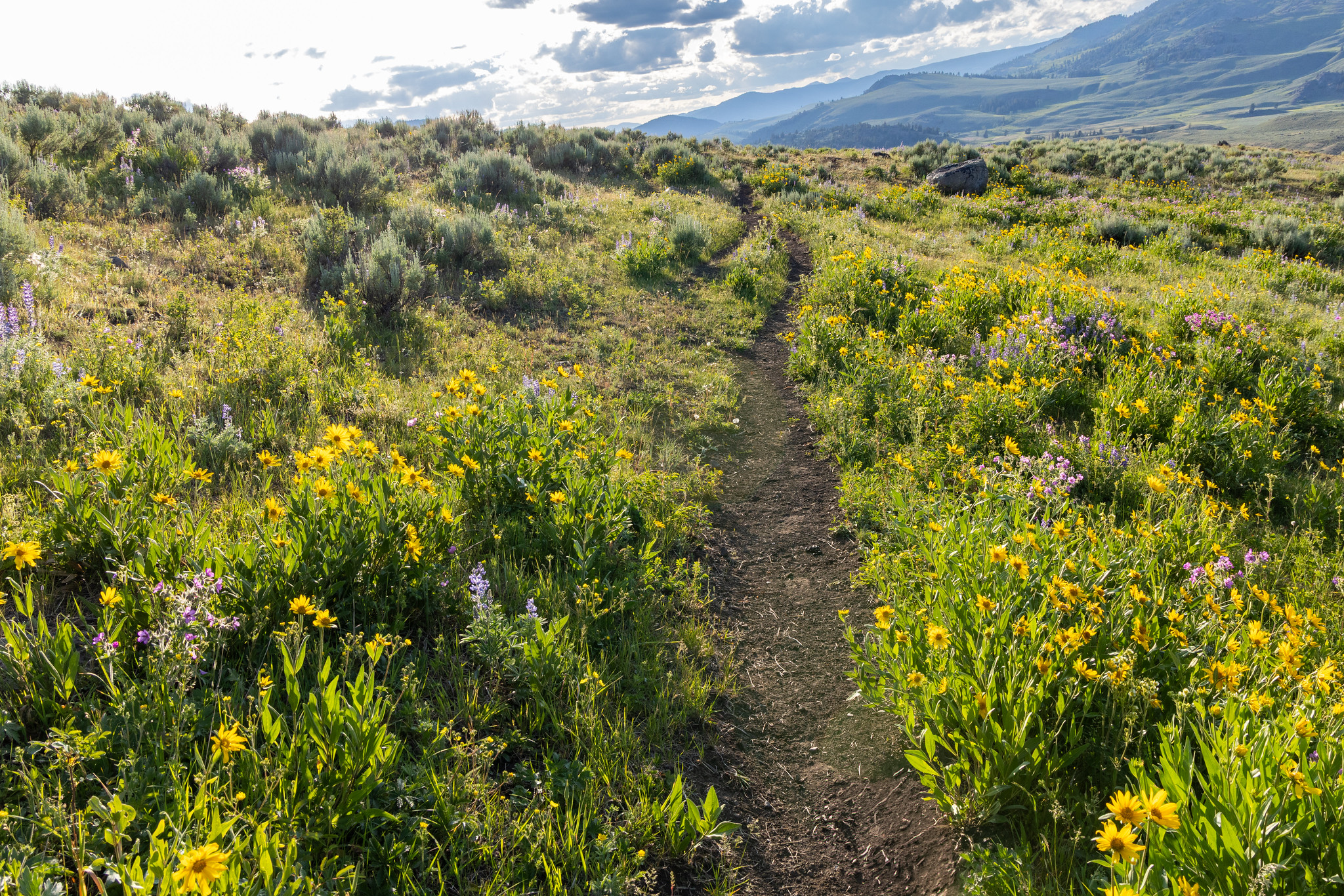 Wildflowers bloom along the specimen ridge trail