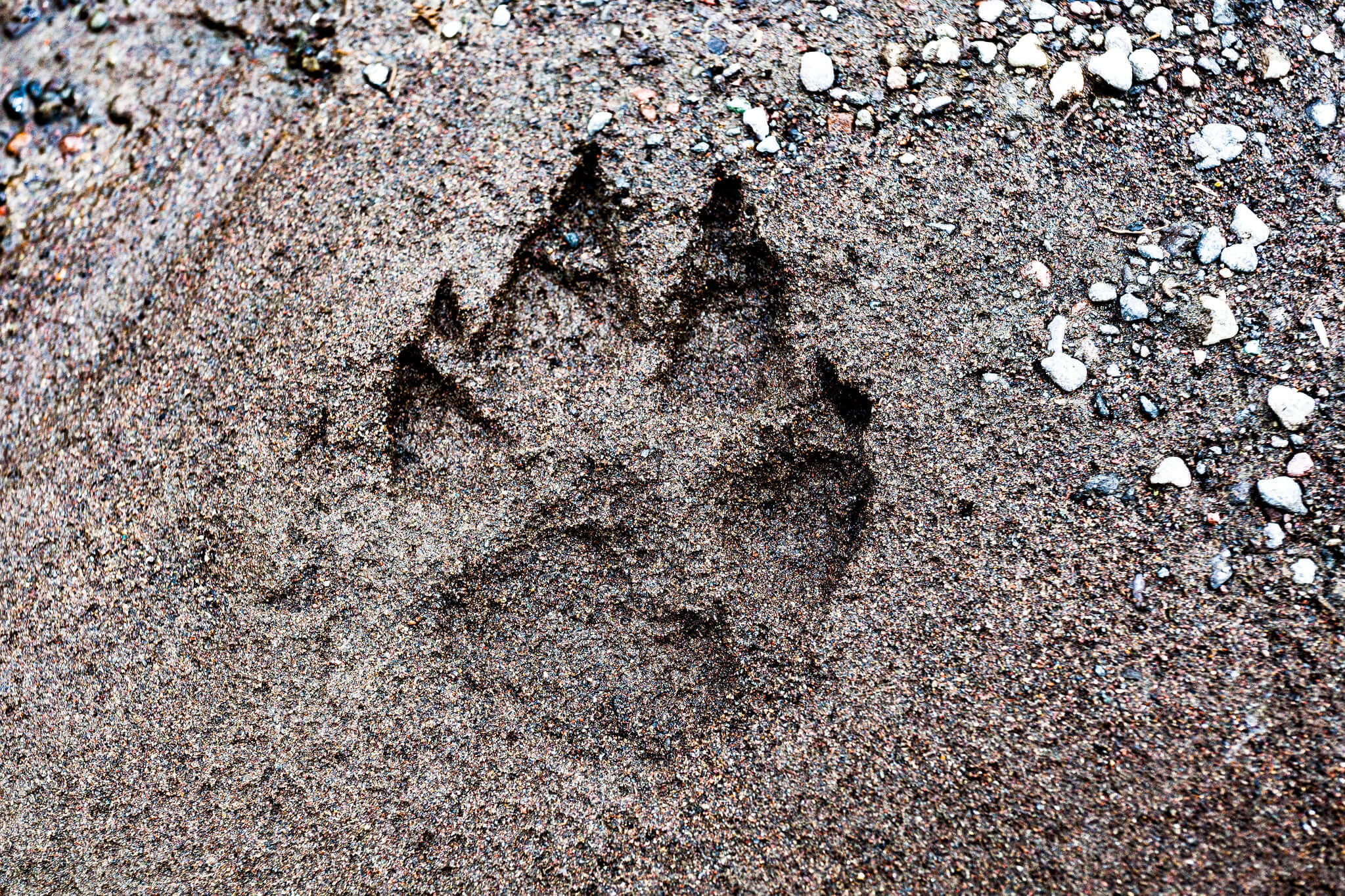 Wolf track on the shore of Yellowstone Lake
