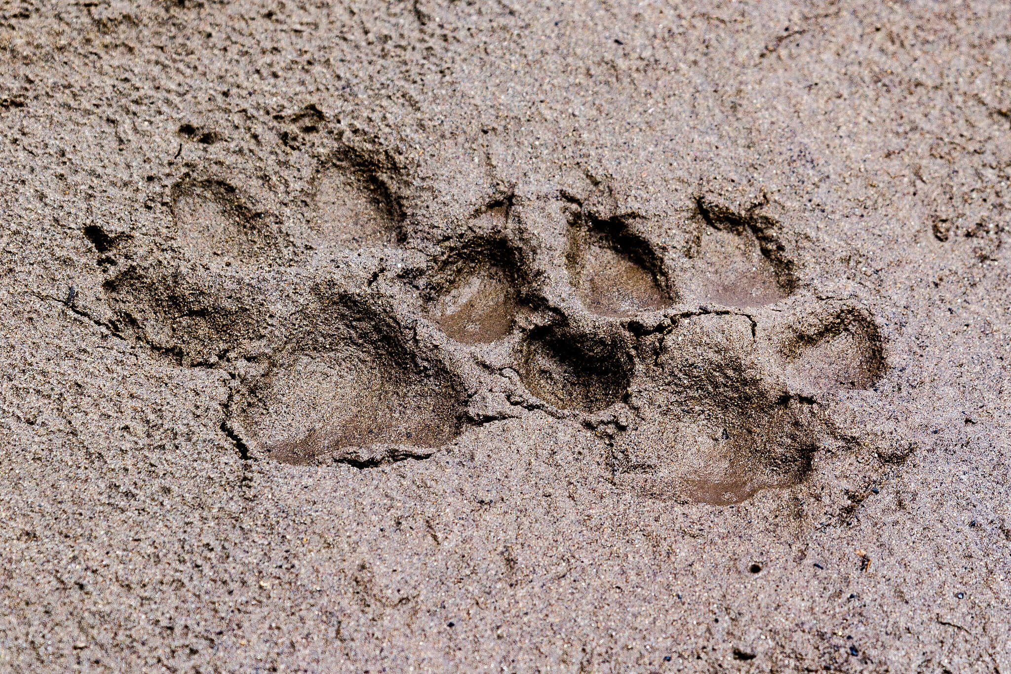 Wolf Tracks along Slough Creek YF