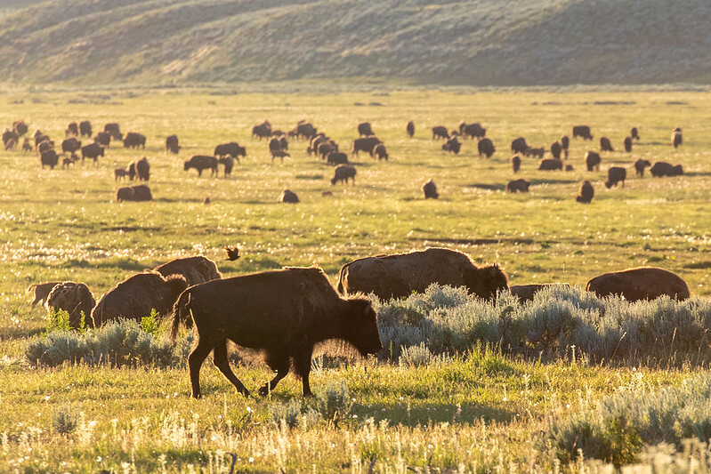 Bison herd moving in Lamar Valley YF Matt Ludin