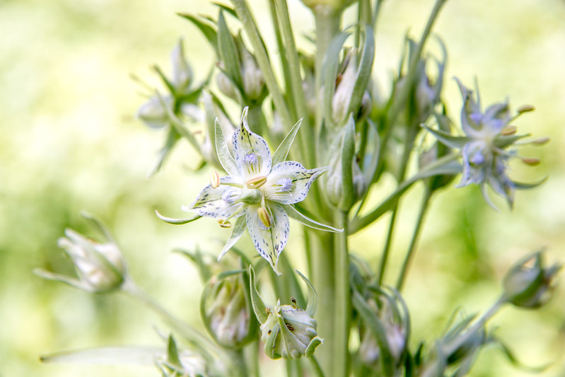 Green gentian wildflower Jul19 Lauren Beltramo YF