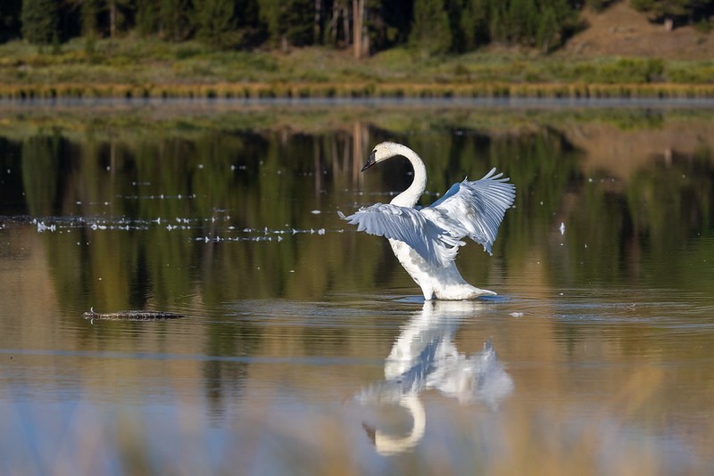 Trumpeter swan flapping wings swan lake edit