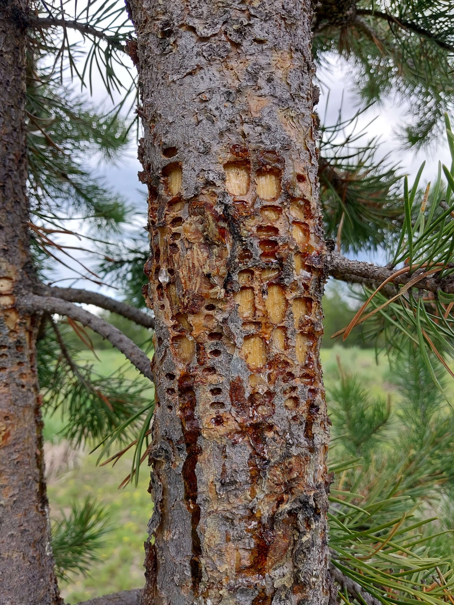 Cybertracker of North America - tree markings