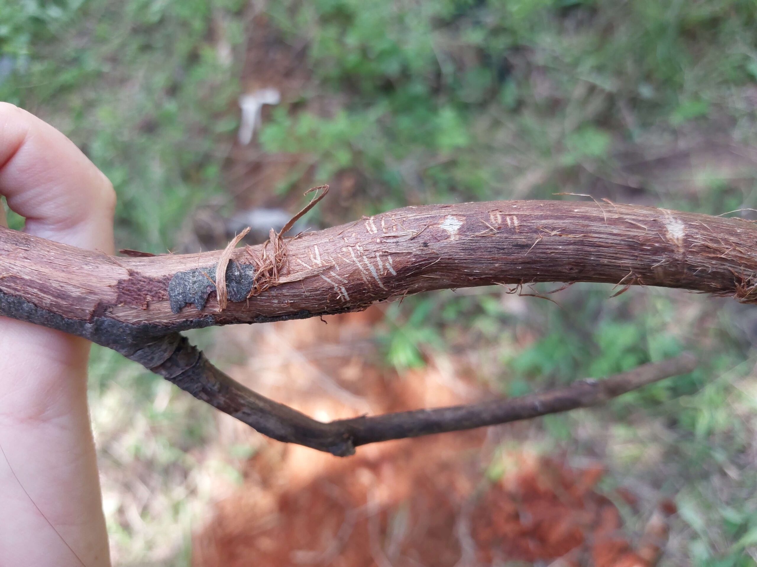 Cybertracker of North America - branch mark