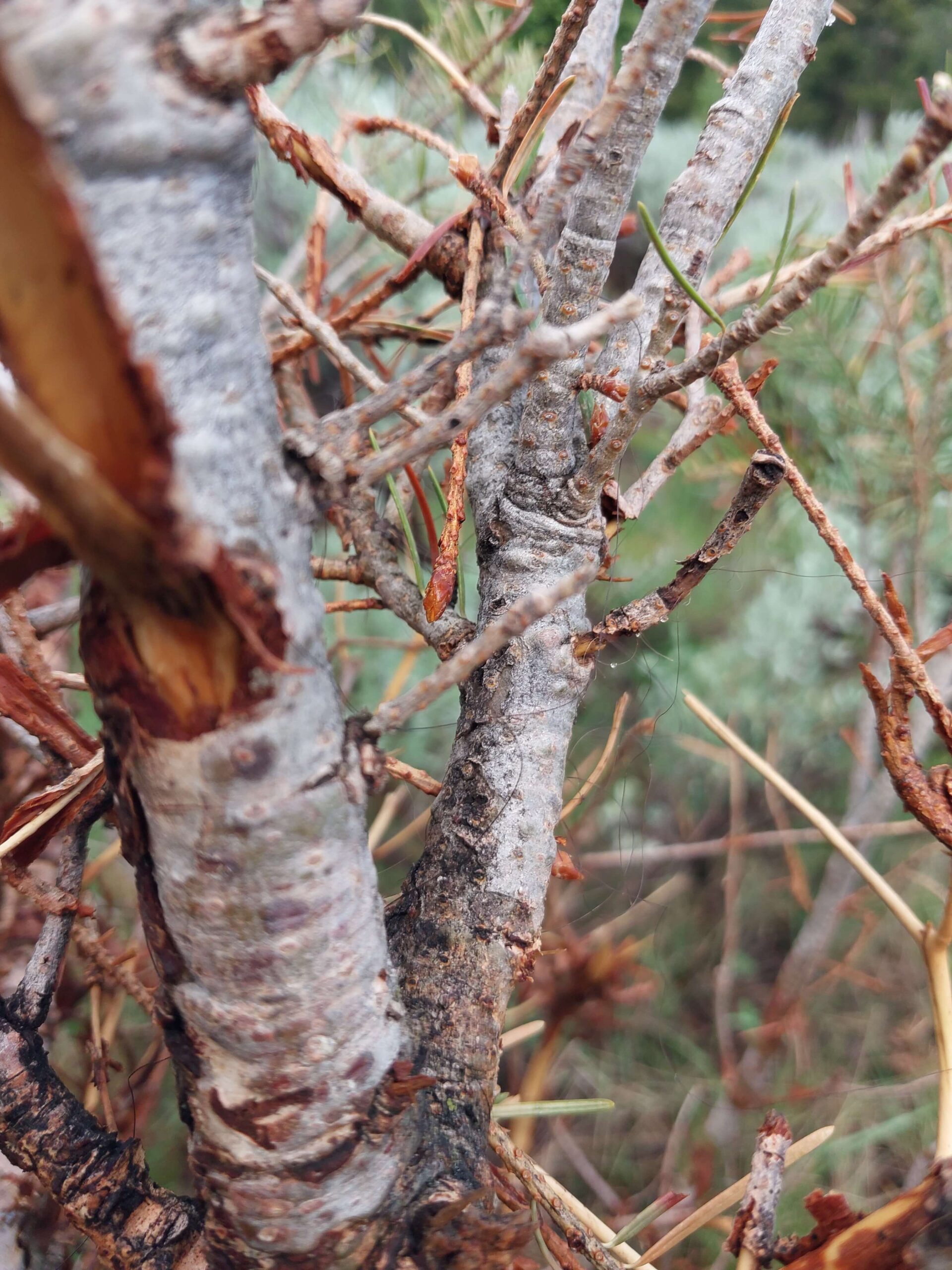 Cybertracker of North America - tree mark