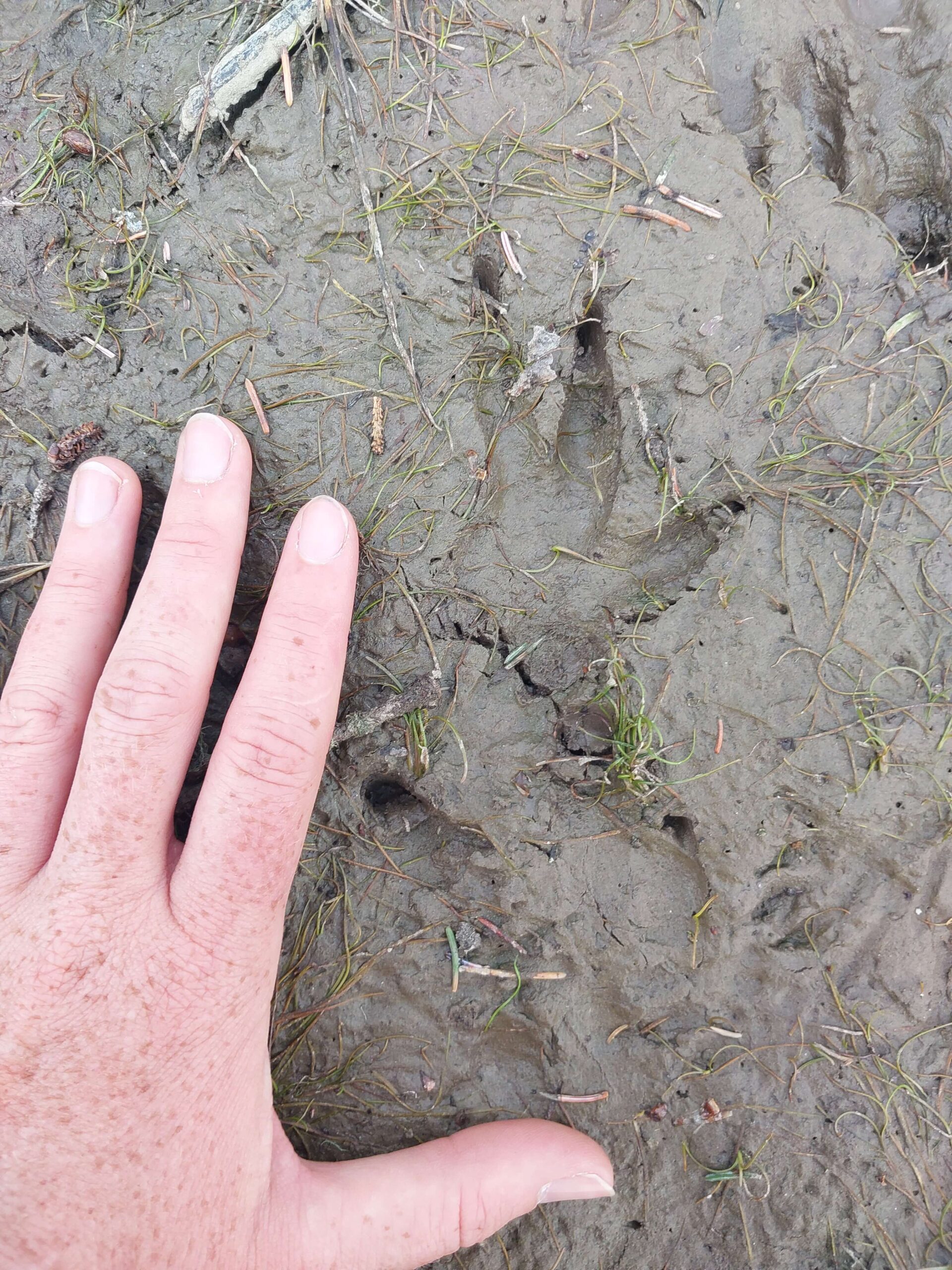 Cybertracker of North America - mud track