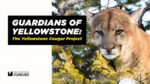 Yellowstone Cougar Film Premieres!