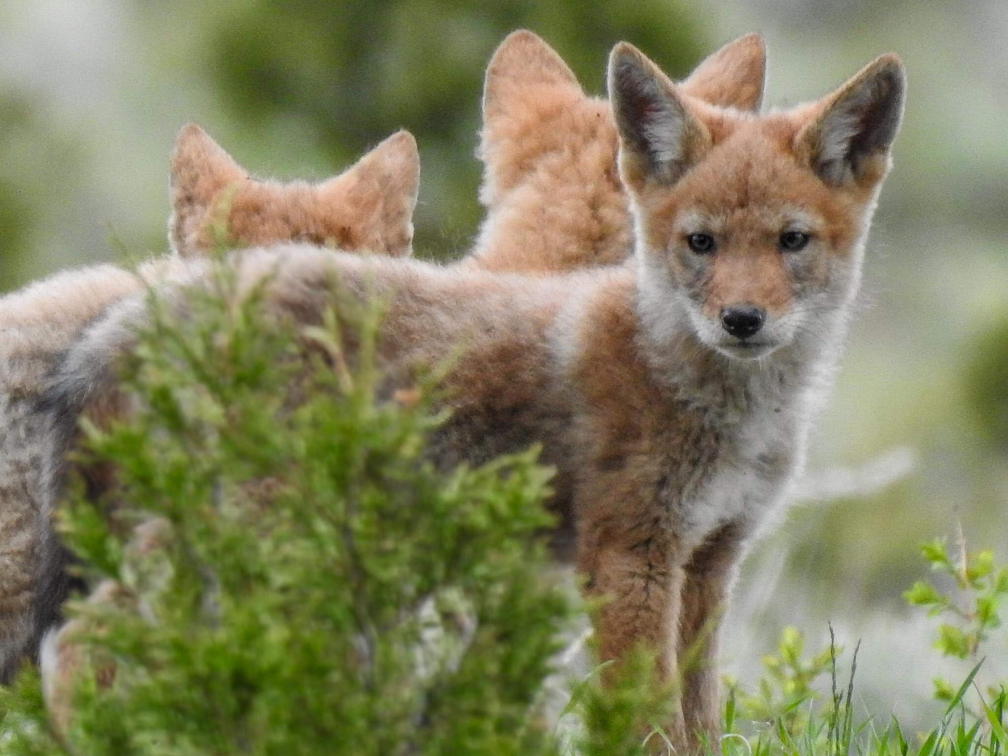 Coyote pups June 2024 YF / Nancy Lewis