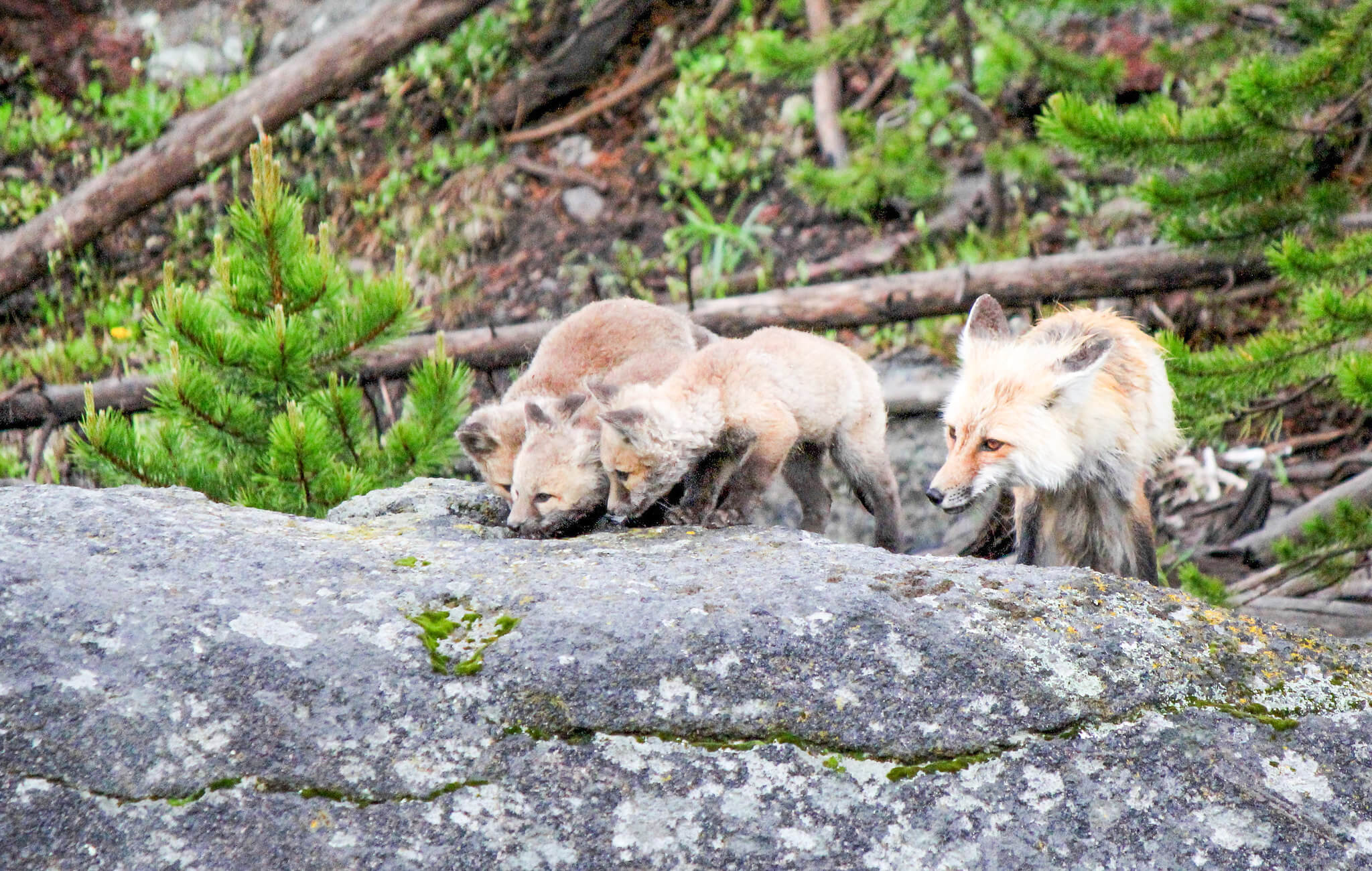 Red fox and kits near Gibbon Falls NPS / Eric Johnston