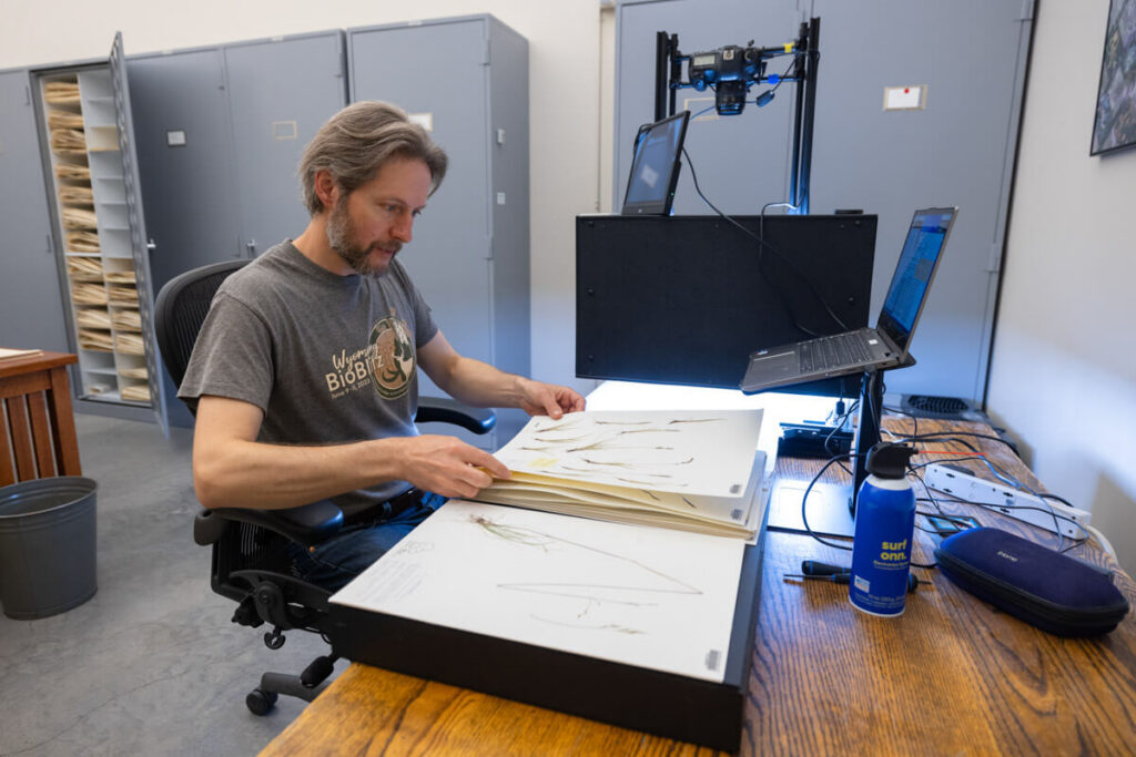 A person sits at a desk flipping through plant specimens, with a camera setup and laptop nearby for digitization. Several metal cabinets and a trash bin are in the background.