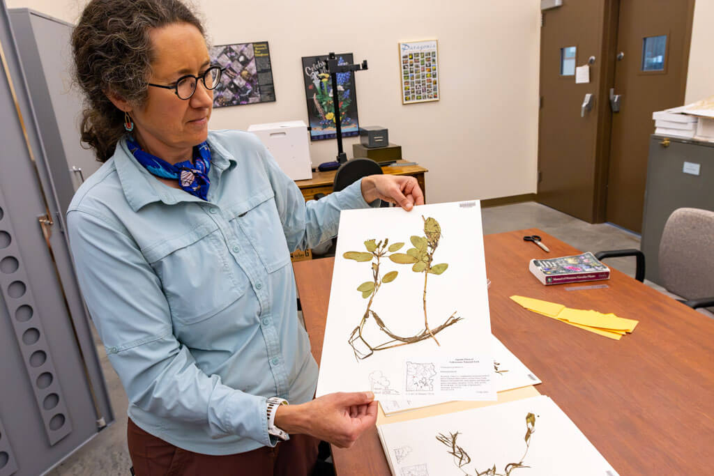 A person in glasses holds a sheet with a pressed plant specimen in a room with a table, folders, books, and cabinets.