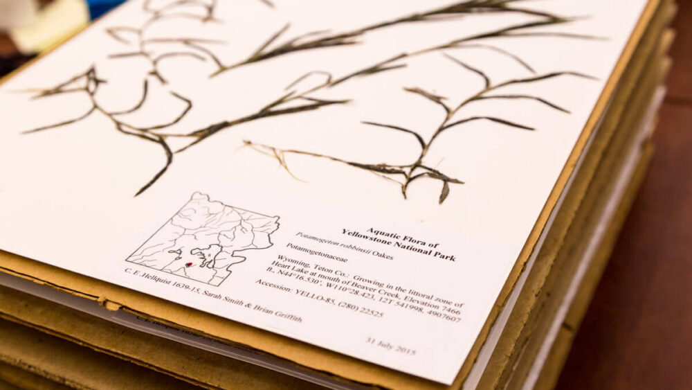 A botanical specimen sheet titled Aquatic Flora of Yellowstone National Park shows pressed plant samples with a small map and printed details about the plant and collection location.