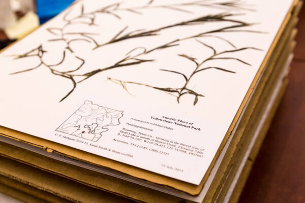 A botanical specimen sheet titled Aquatic Flora of Yellowstone National Park shows pressed plant samples with a small map and printed details about the plant and collection location.