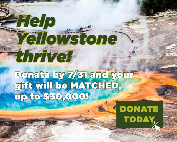 Aerial view of people walking on a boardwalk by a colorful hot spring. Text says, Help Yellowstone thrive! Donate by 7/31 and your gift will be matched, up to $30,000! DONATE TODAY.