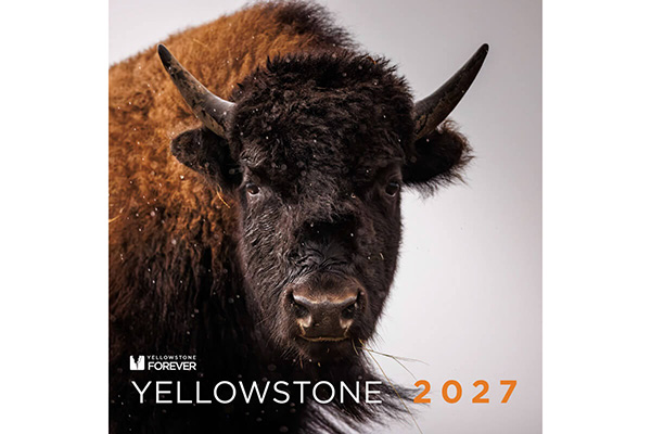 Close-up of an American bison facing forward with Yellowstone Forever and Yellowstone 2027 text in the lower part of the image.
