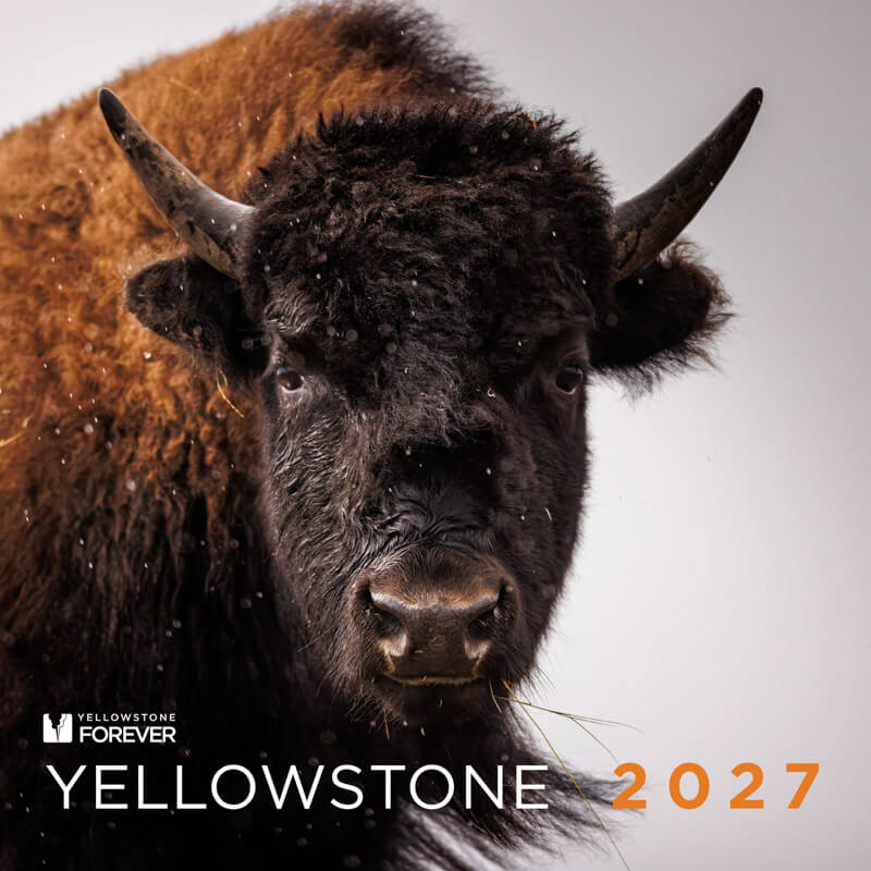 Close-up of an American bison facing the camera with the text Yellowstone 2027 and Yellowstone Forever logo in the corner.