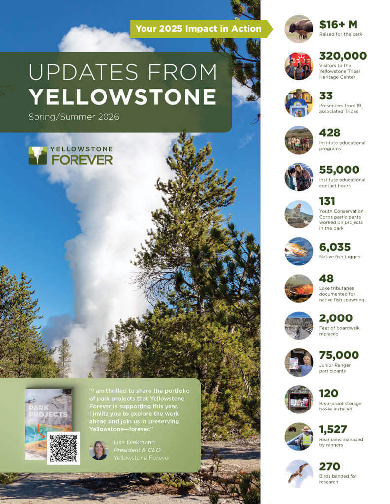 Updates Yellowstone Spring Summer 2026 Yellowstone geyser erupting with trees in foreground. Text highlights 2025 impact stats: visitors, education, species tracked, park funding, and conservation projects. Yellowstone Forever logo and message from the CEO included.